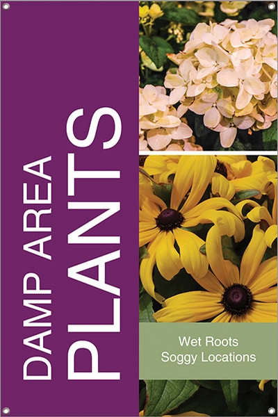 Damp Area Plants 24