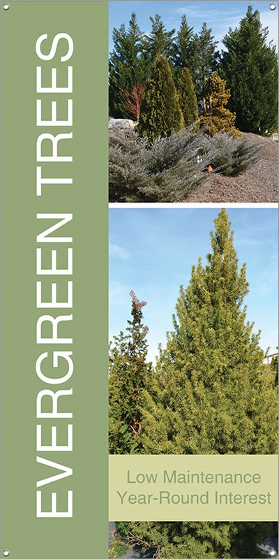 Evergreen Trees 18