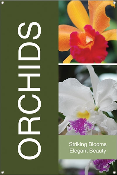 Orchids 24