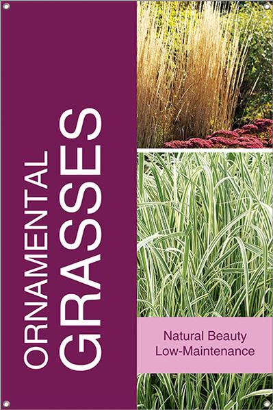 Ornamental Grasses 24