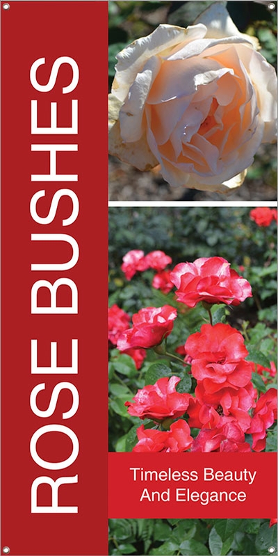 Rose Bushes 18
