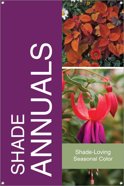 Shade Annuals 24