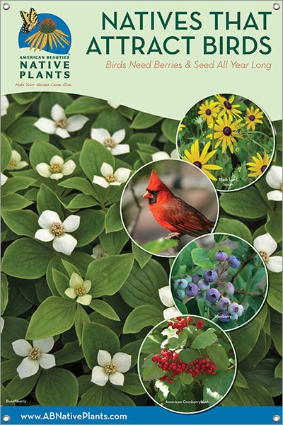 Native Plants That Attract Birds-NEW ENGLAND 24