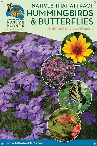 Native Plants That Attract Hummingbirds & Butterflies-MID-ATLANTIC 24