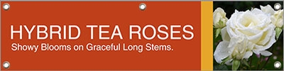 Roses Hybrid Tea 47