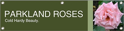 Roses Parkland 47