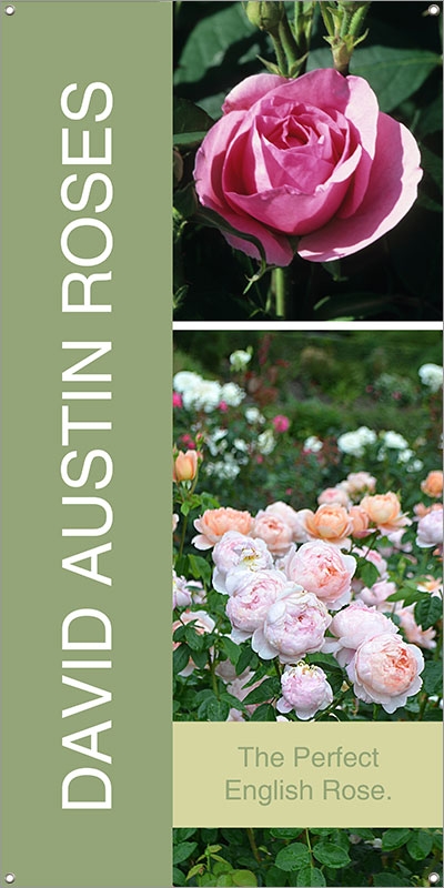 David Austin Roses 18