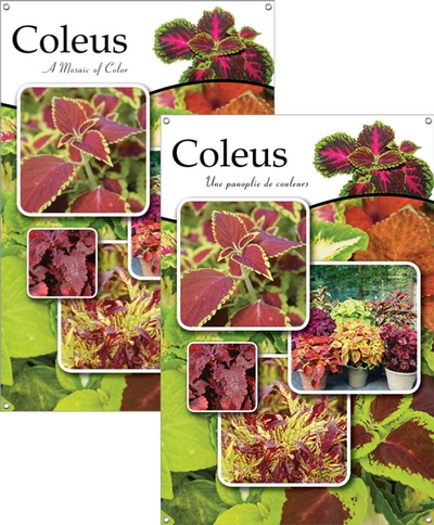 Coleus/Coleus 24