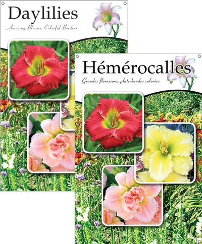 Daylilies/Hémérocalles 24