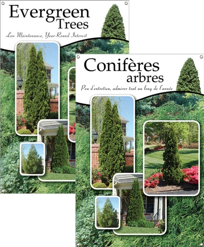 Evergreen Trees/Conifères arbres 24