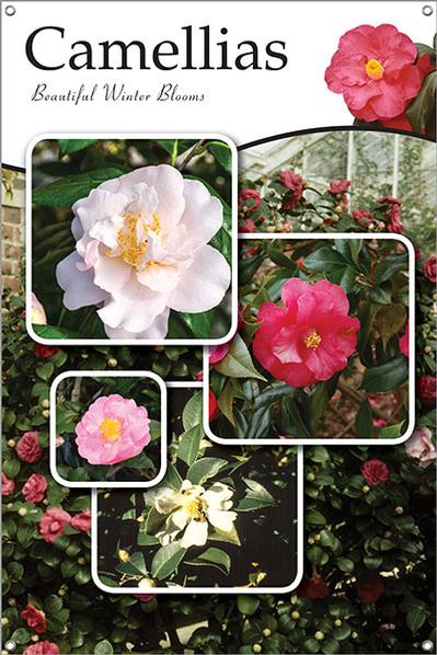Camellias 24