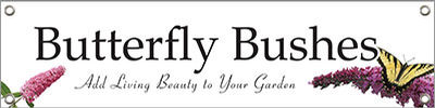 Butterfly Bushes 47