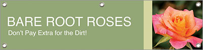 Bare Root Roses 47