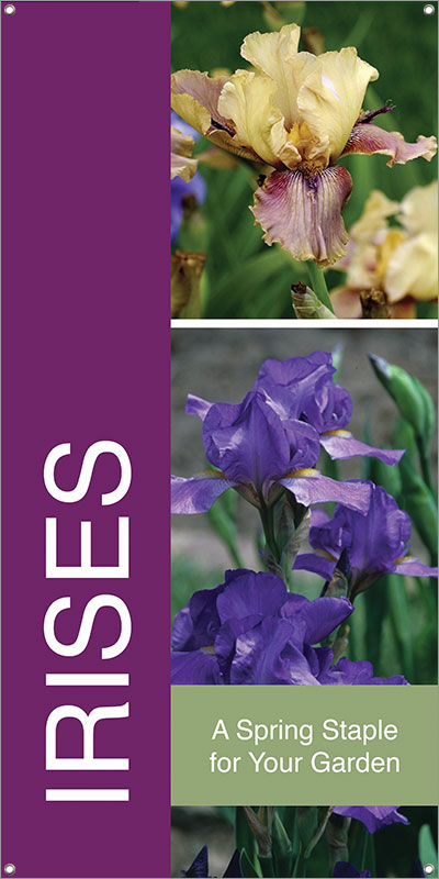Irises 18