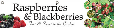 Raspberries & Blackberries 47