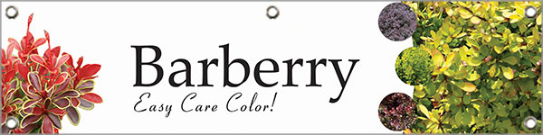 Barberry 48