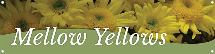 Mellow Yellows 47