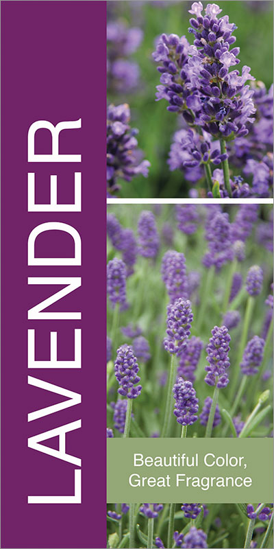 Lavender 18