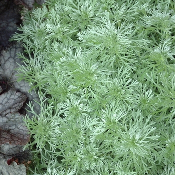 Artemisia schmidtiana 'Silver Mound' (000026)