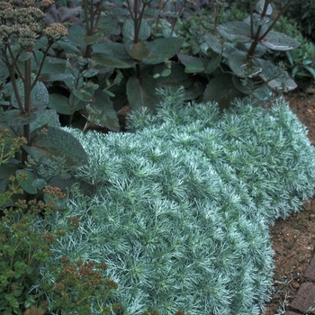 Artemisia schmidtiana 'Silver Mound' (000027)