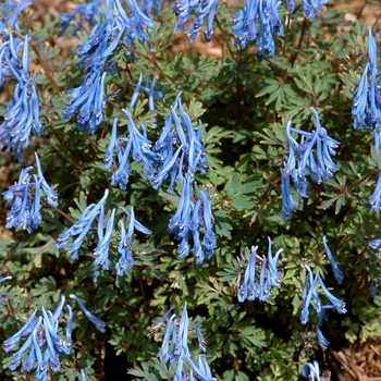 Corydalis flexulosa 'China Blue' (000062)