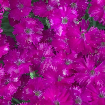 Dianthus Star Single™ 'Neon Star Improved' (000076)