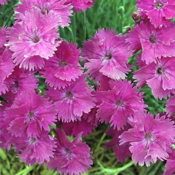 Dianthus Star Single™ 'Neon Star Improved' (000077)
