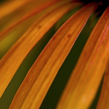 Echinacea 'Orange Meadowbrite™' (000392)