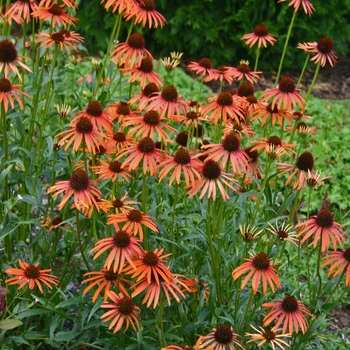 Echinacea 'Orange Meadowbrite™' (000395)