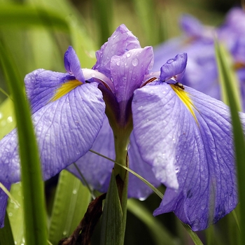 Iris ensata '' (000413)