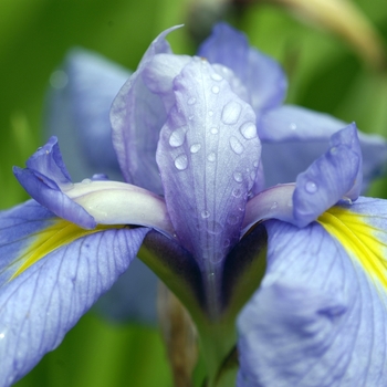 Iris ensata '' (000414)