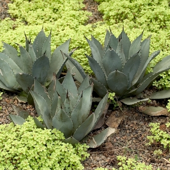Agave parryi '' (000475)