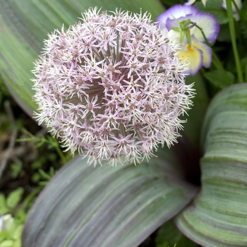 Allium karataviense '' (000487)