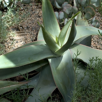Aloe striata '' (000491)