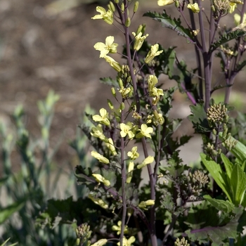 Brassica oleracea var. acephala 'Redbor' (000549)