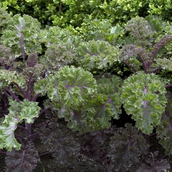 Brassica oleracea var. acephala 'Redbor' (000550)