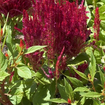 Celosia argentea plumosa 'Fresh Look Red' (000573)