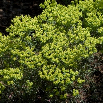 Euphorbia cyparissias '' (000667)