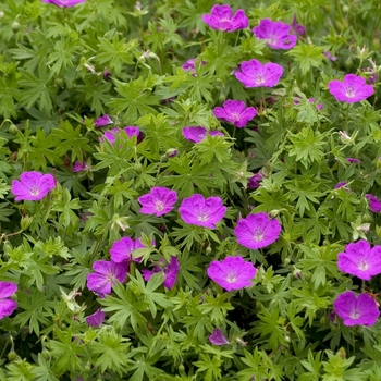 Geranium sanguineum 'New Hampshire Purple' (000692)