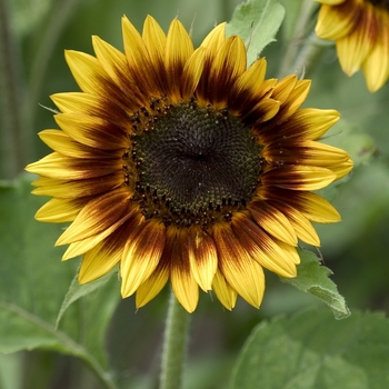 Helianthus annuus 'Ring of Fire' (000702)