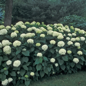 Hydrangea arborescens 'Annabelle' (000767)