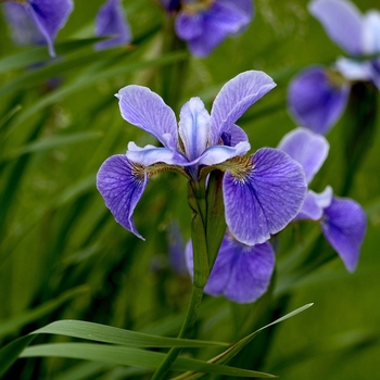 Iris 'China Spring' (000776)