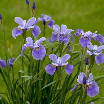 Iris 'China Spring' (000777)