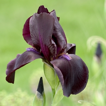 Iris germanica 'Study in Black' (000787)