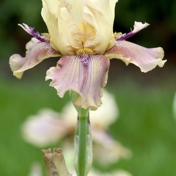 Iris 'Thornbird' (000789)