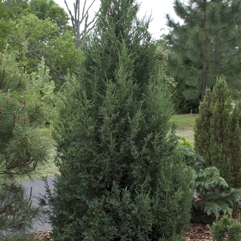 Juniperus chinensis 'Blue Point' (000796)