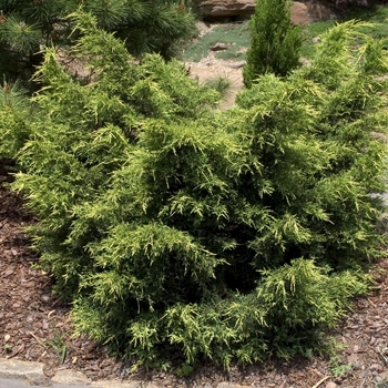 Juniperus chinensis 'Gold Star' (000798)