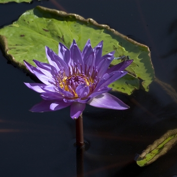 Nymphaea 'Director George T. Moore' (000883)