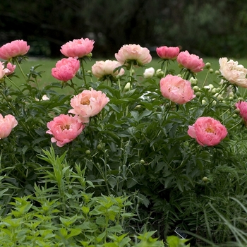 Paeonia 'Coral Sunset' (000918)