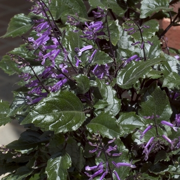 Plectranthus 'Mona Lavender' (000975)